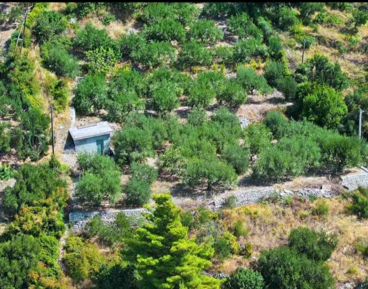 BUILDING PLOT WITH OLIVE GROVE